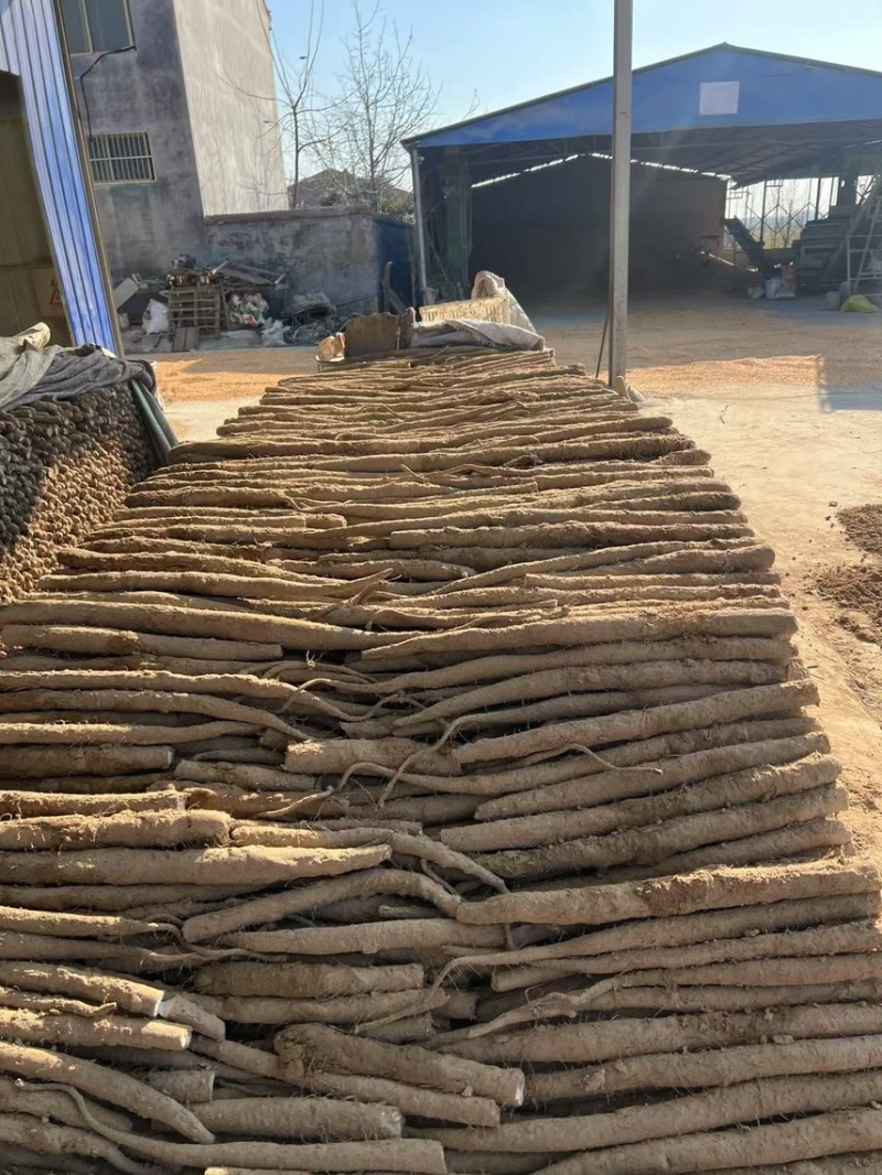 江苏省沛县。白玉山药
