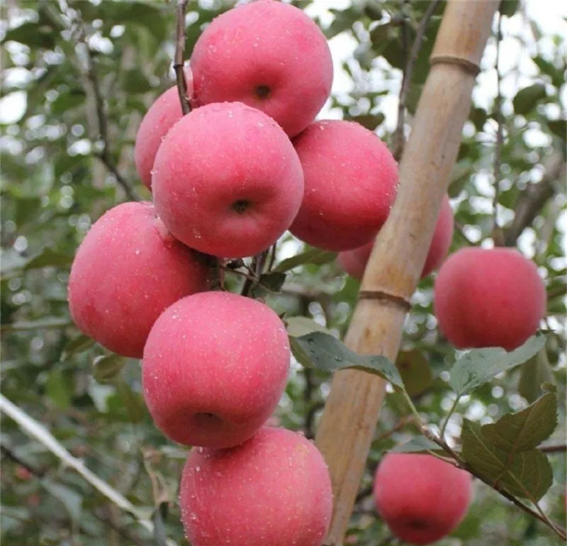 爱妃苹果树苗