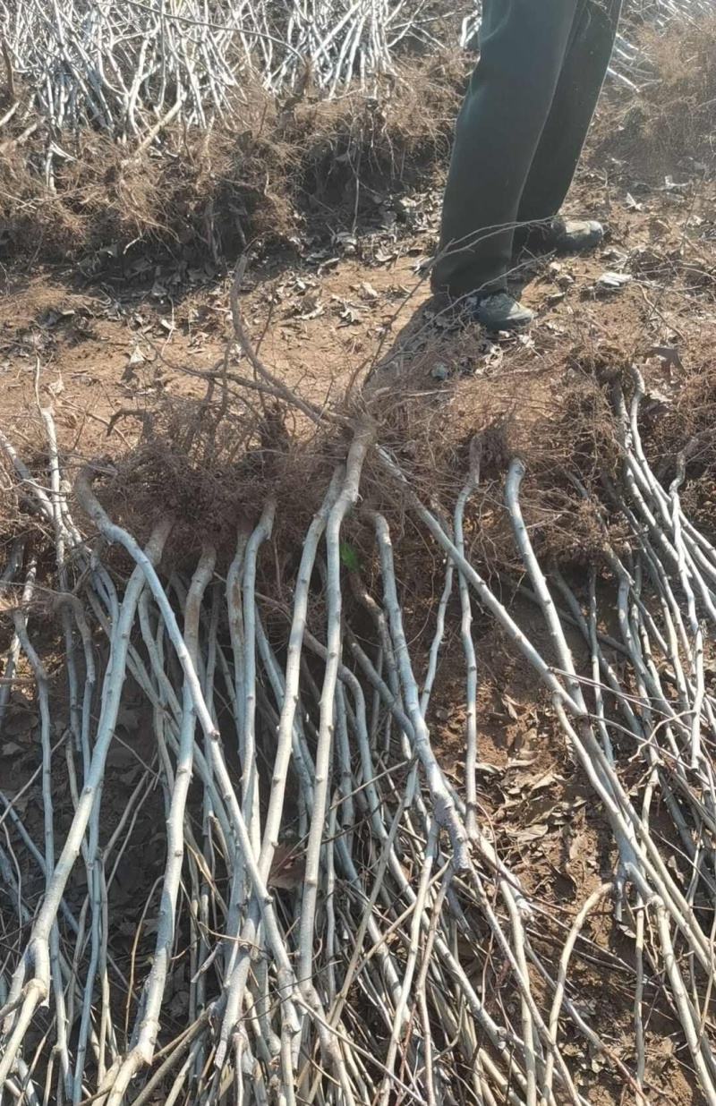 爱妃苹果树苗