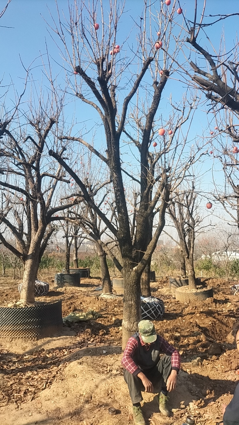 爱妃苹果树苗