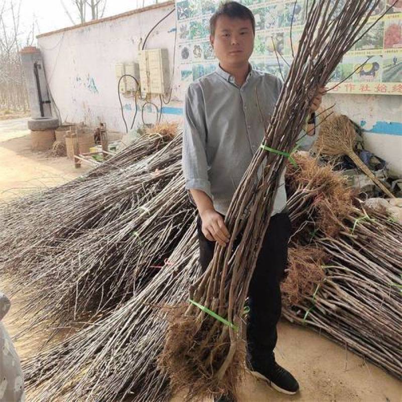 爱妃苹果树苗