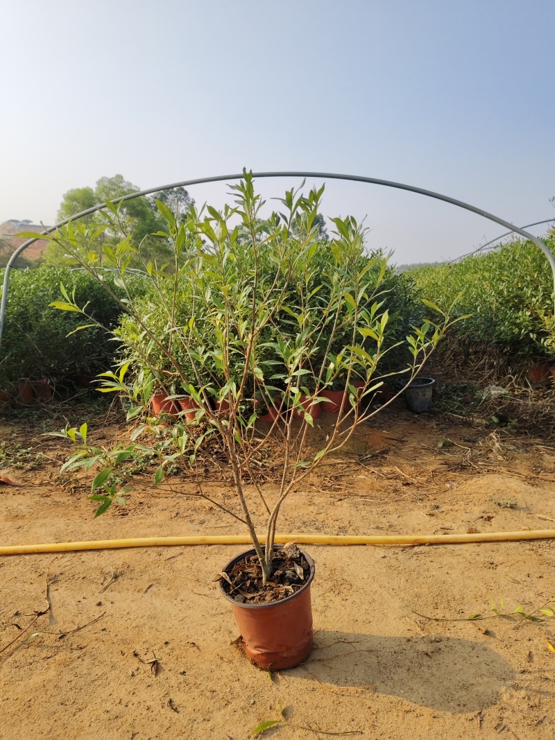 小叶栀子花造型多样，可挂吉祥物一米高花场发货
