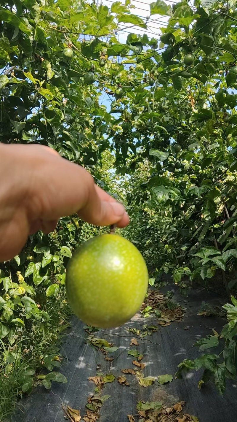 百香果