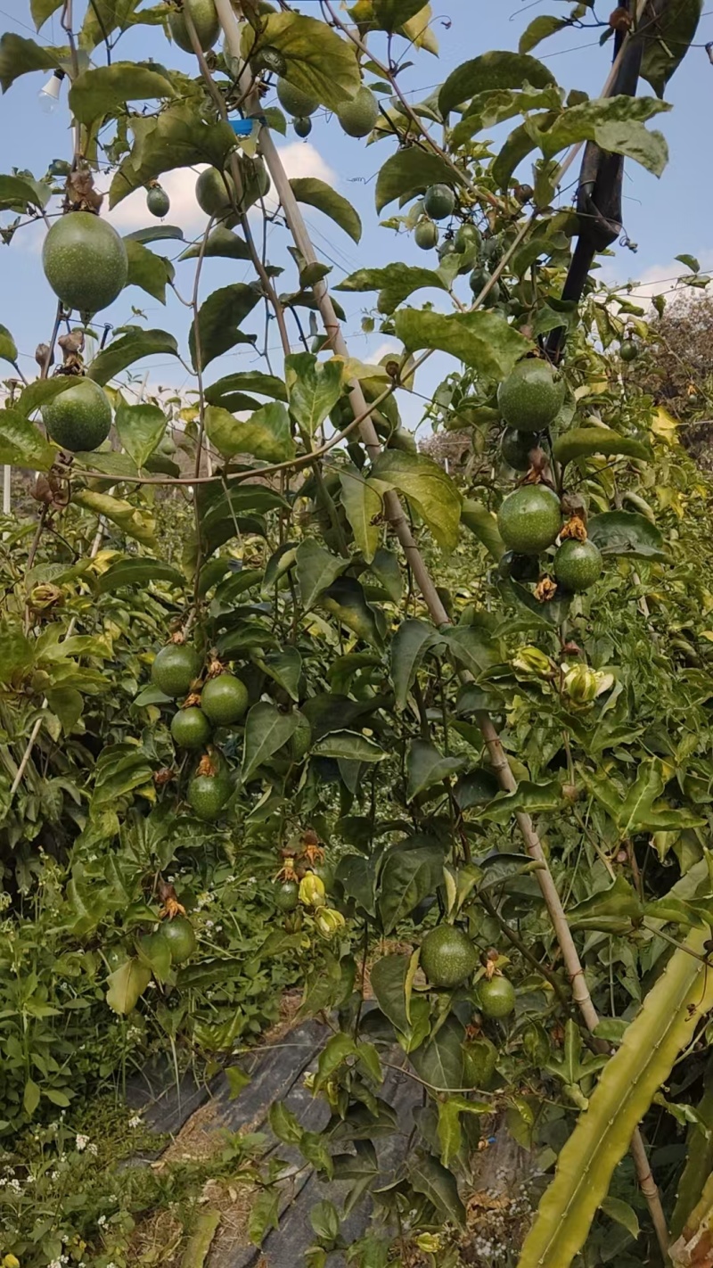 百香果
