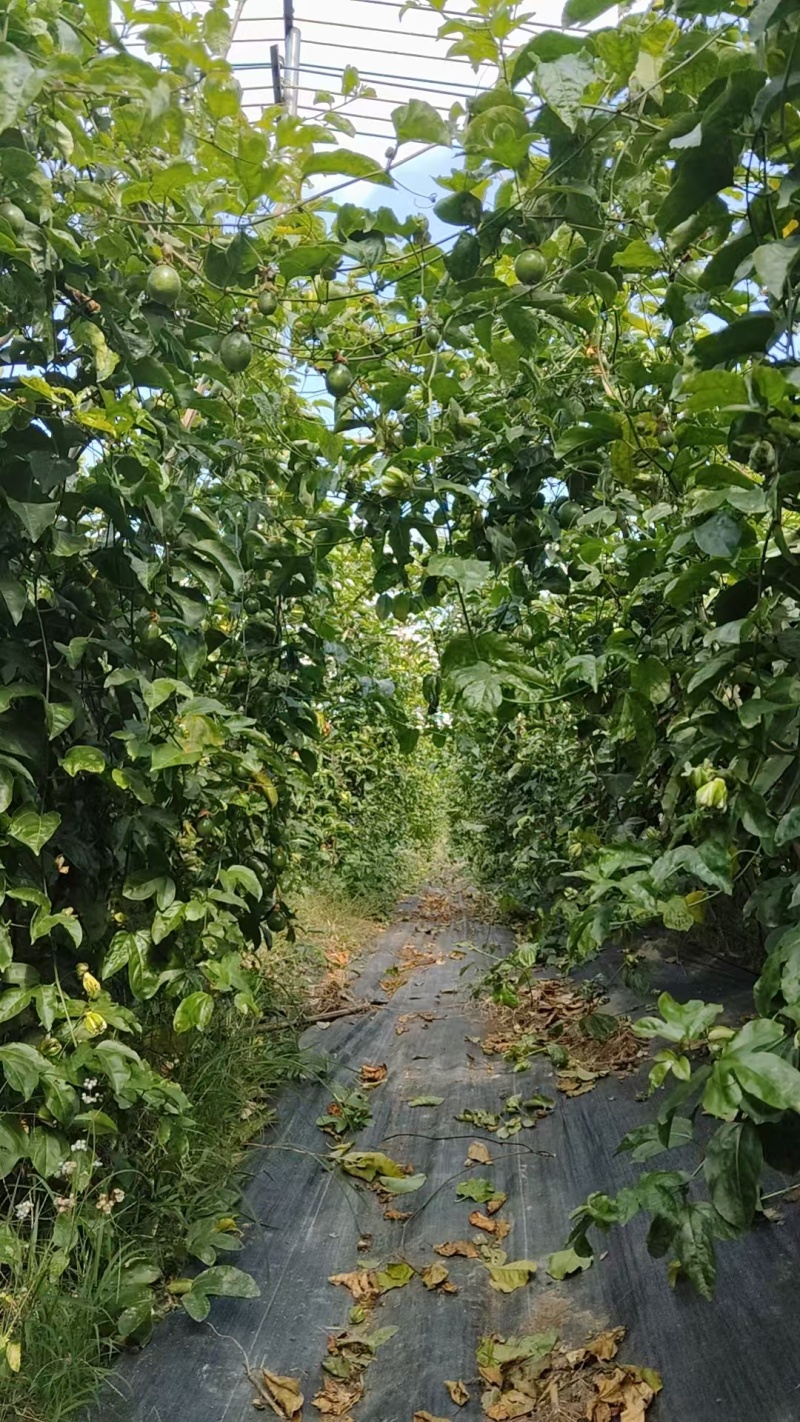 百香果
