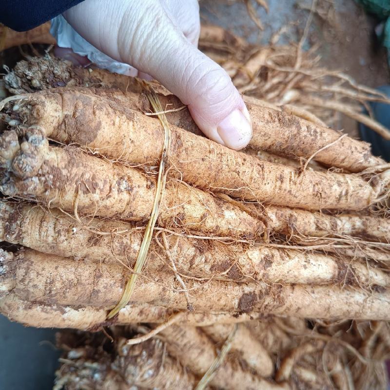 臭参（云南产精品大货，手指母一般粗，20斤起批包邮）