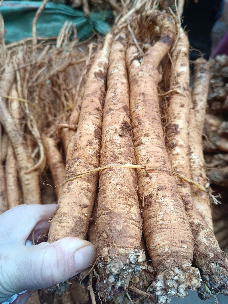 臭参（云南产精品大货，手指母一般粗，20斤起批包邮）