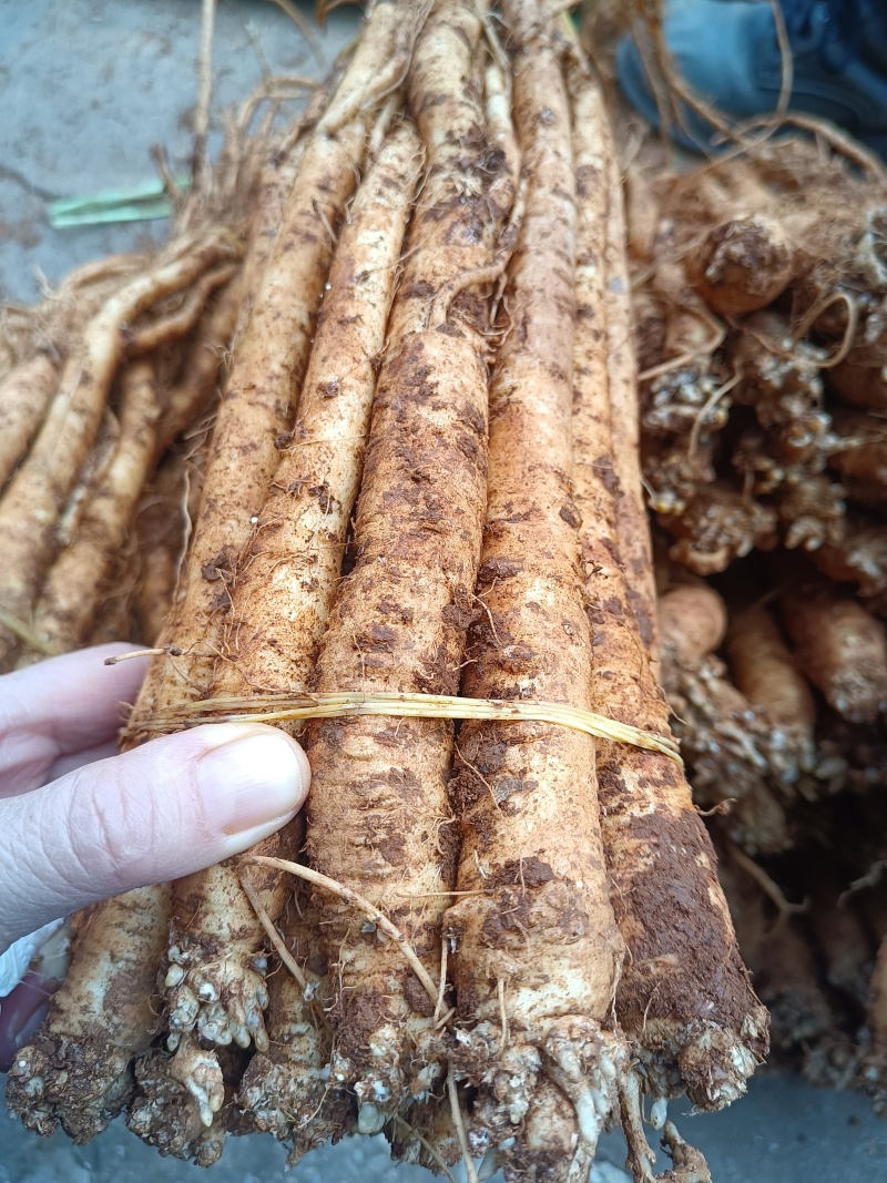 臭参（云南产精品大货，手指母一般粗，20斤起批包邮）