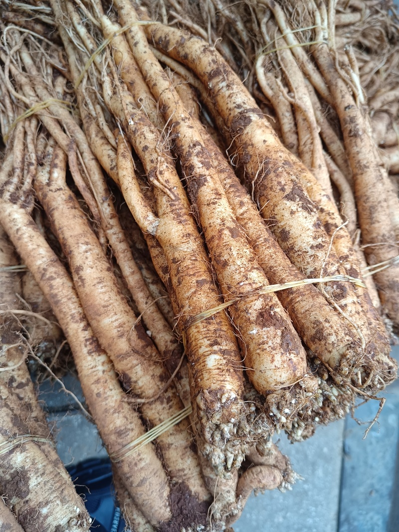 臭参（云南产精品大货，手指母一般粗，20斤起批包邮）