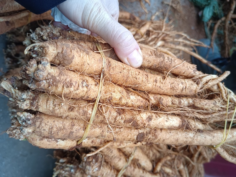 臭参（云南产精品大货，手指母一般粗，20斤起批包邮）