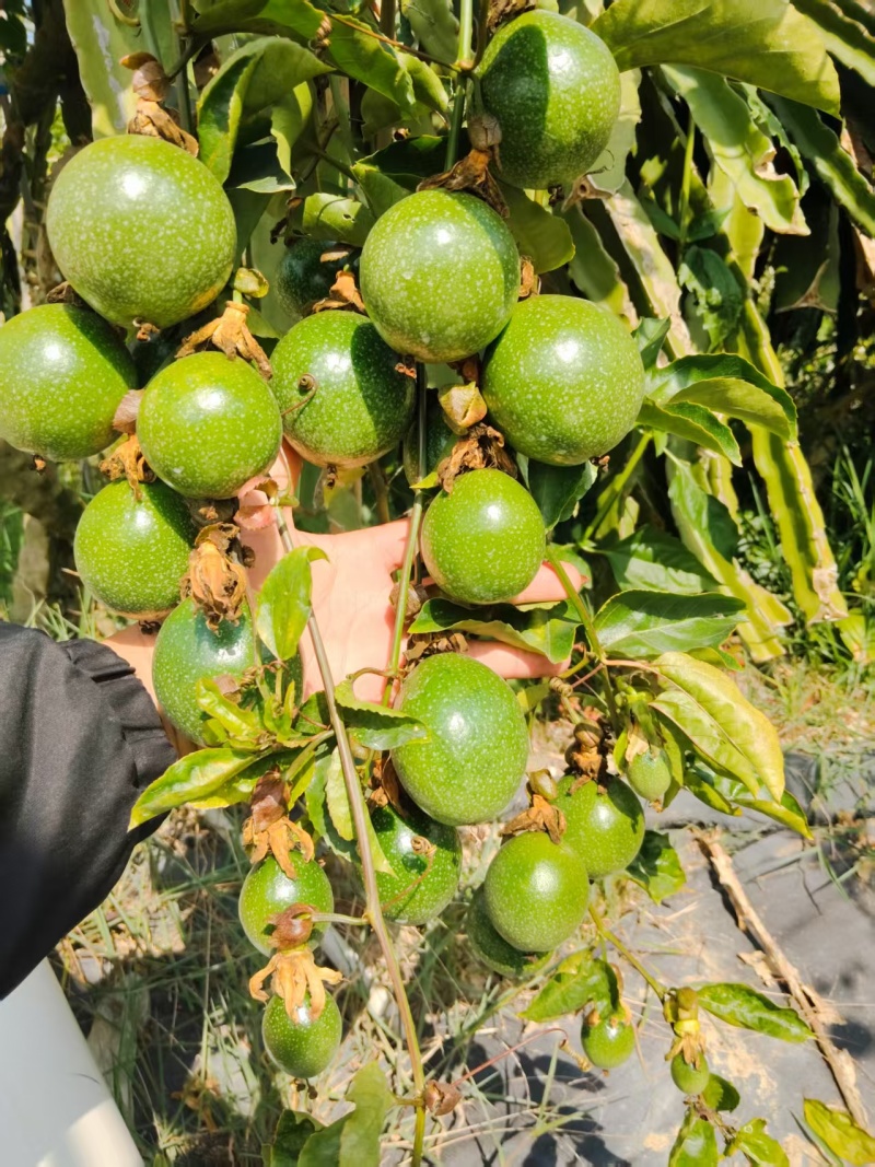 百香果