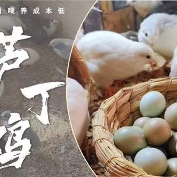 芦丁鸡活体和白条鸡