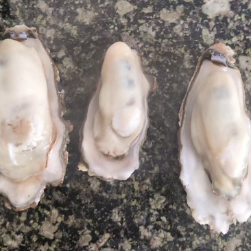 小海蛎子花边