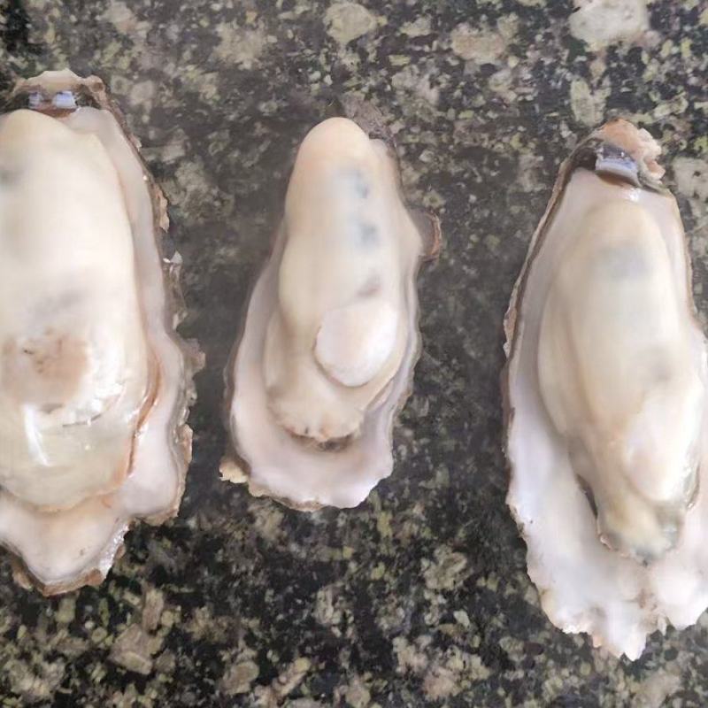 小海蛎子花边