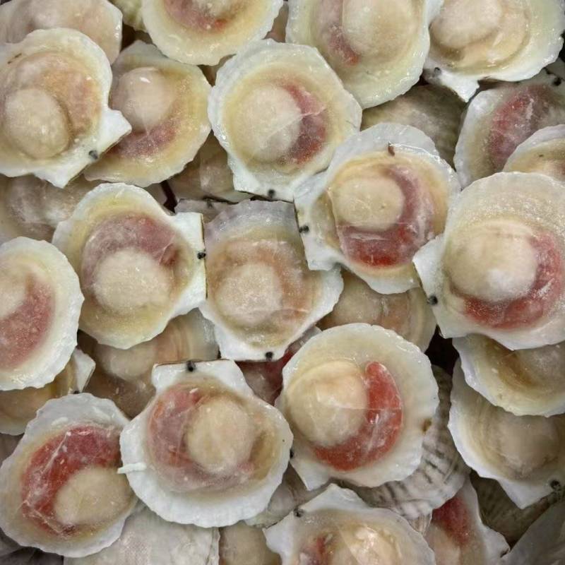扇贝