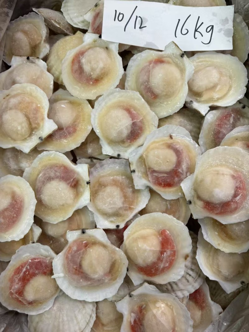 扇贝