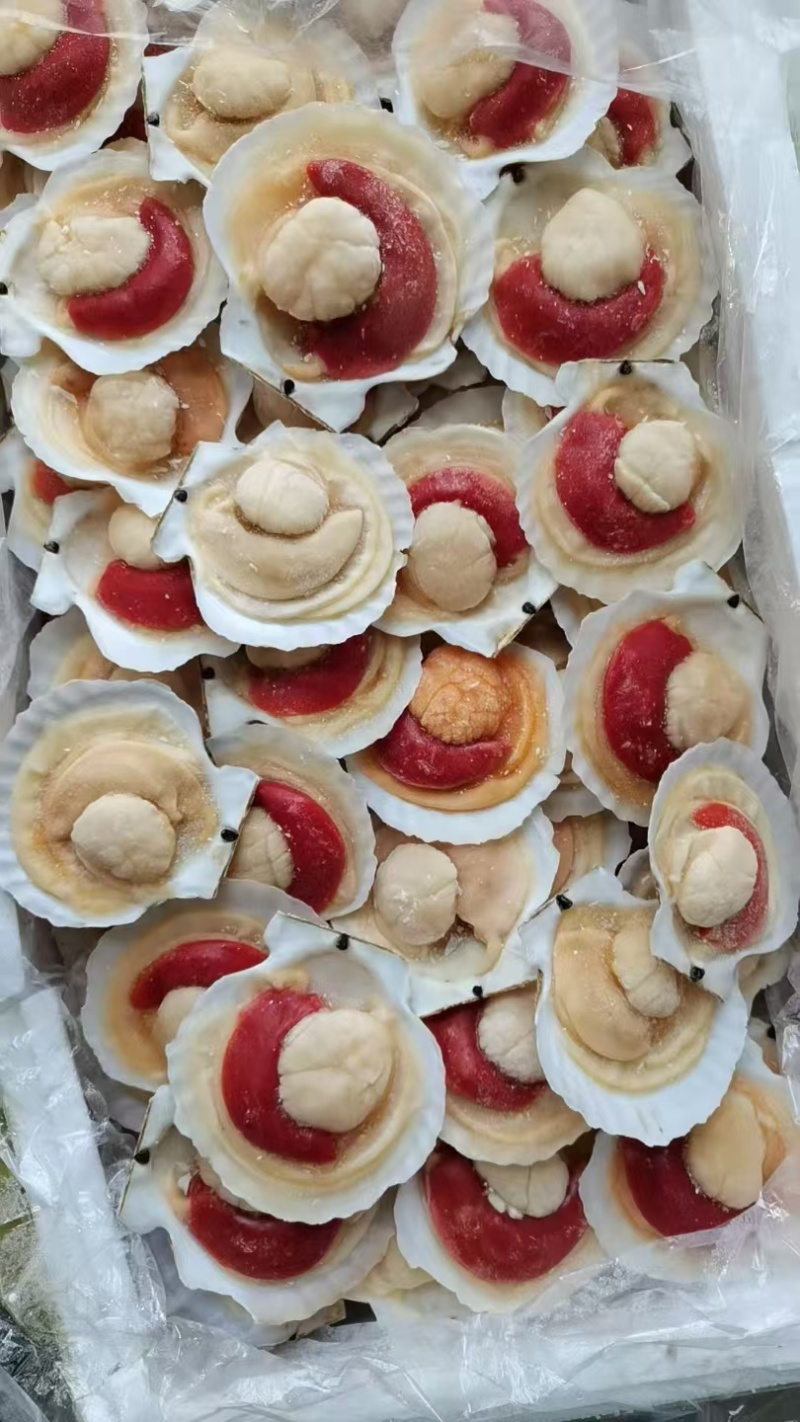 扇贝