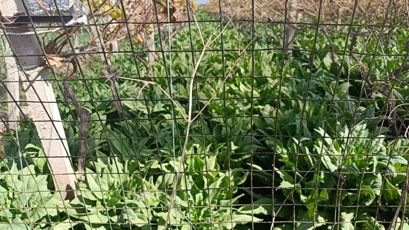 巍山露天鲜贡菜统货1200亩基地直供—市场货