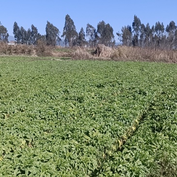 巍山露天鲜贡菜统货1200亩基地直供—市场货