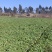 巍山露天鲜贡菜统货1200亩基地直供—市场货