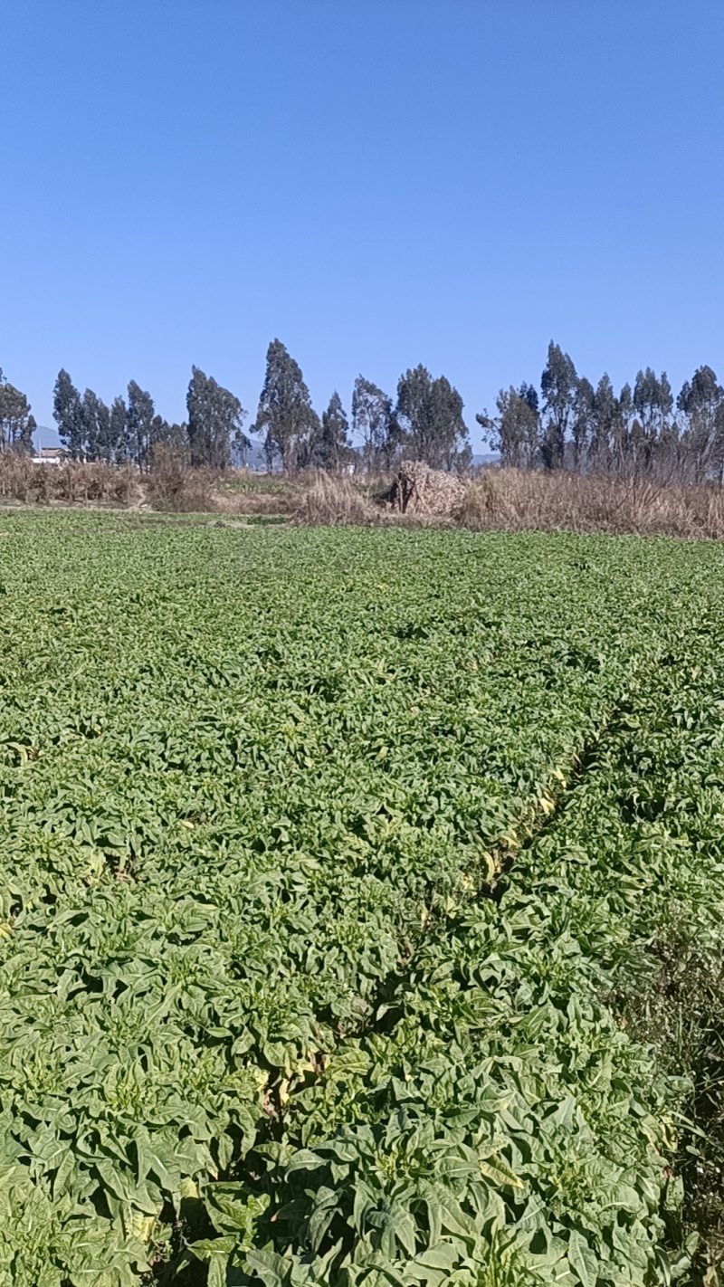 巍山露天鲜贡菜统货1200亩基地直供—市场货