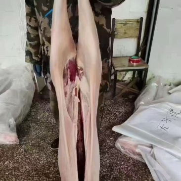 直条羊