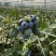 花香2511基地直供现货每天5吨以上