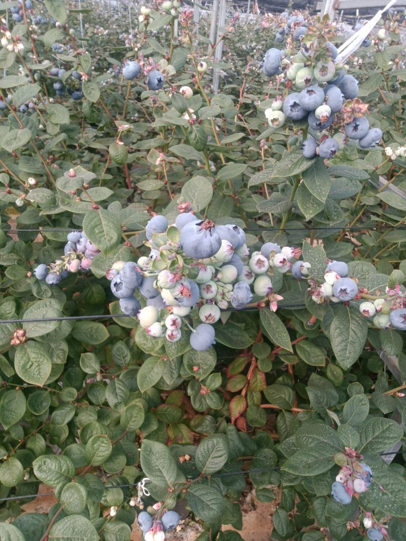 花香2511基地直供现货每天5吨以上
