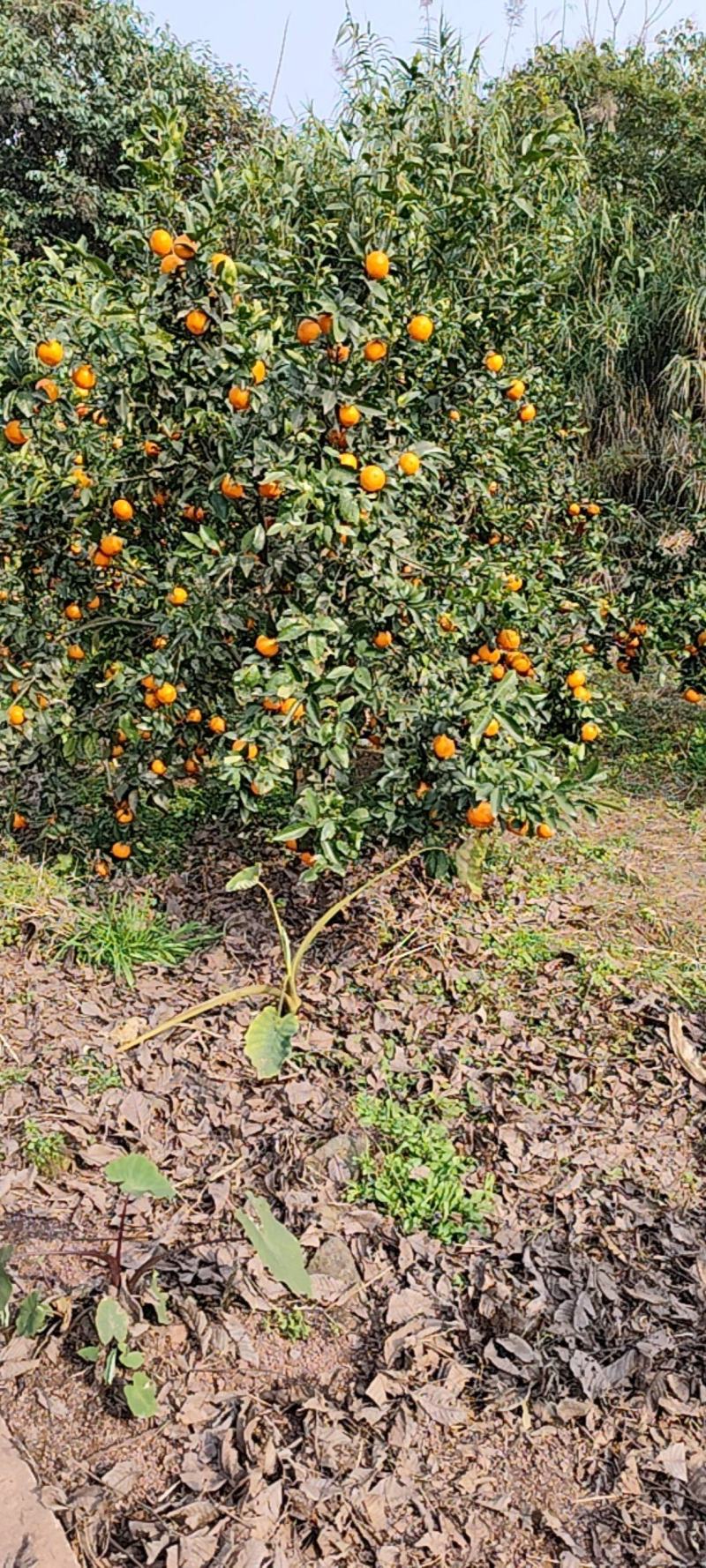 【实力推荐】沃柑本地柑橘产地直发量大从优可视频看货对接
