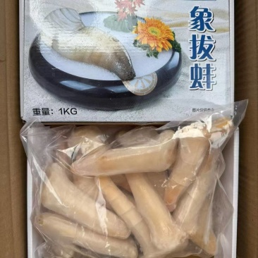 象拔蚌