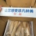象拔蚌