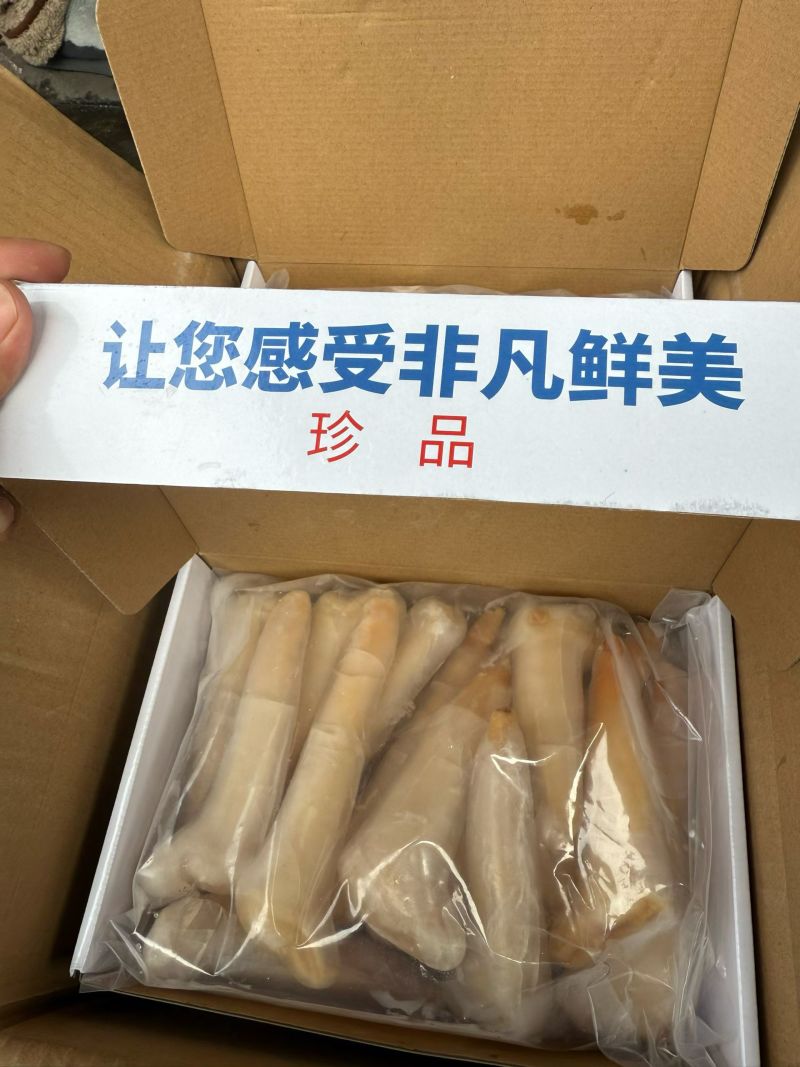 象拔蚌
