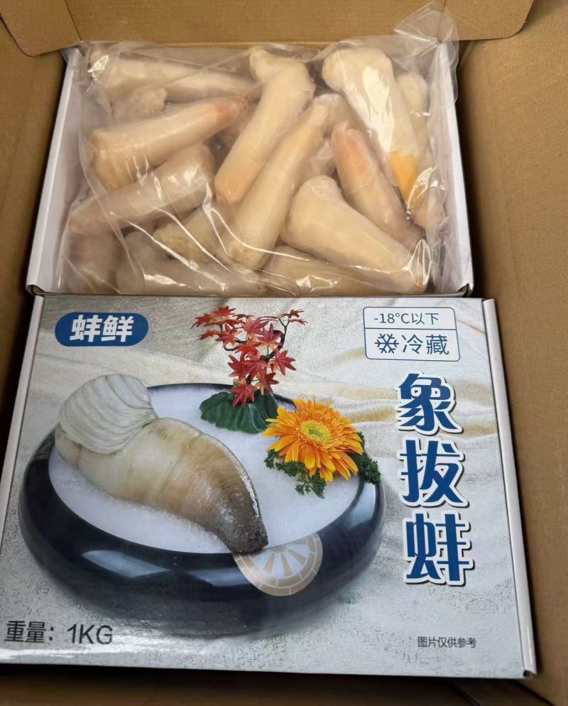 象拔蚌