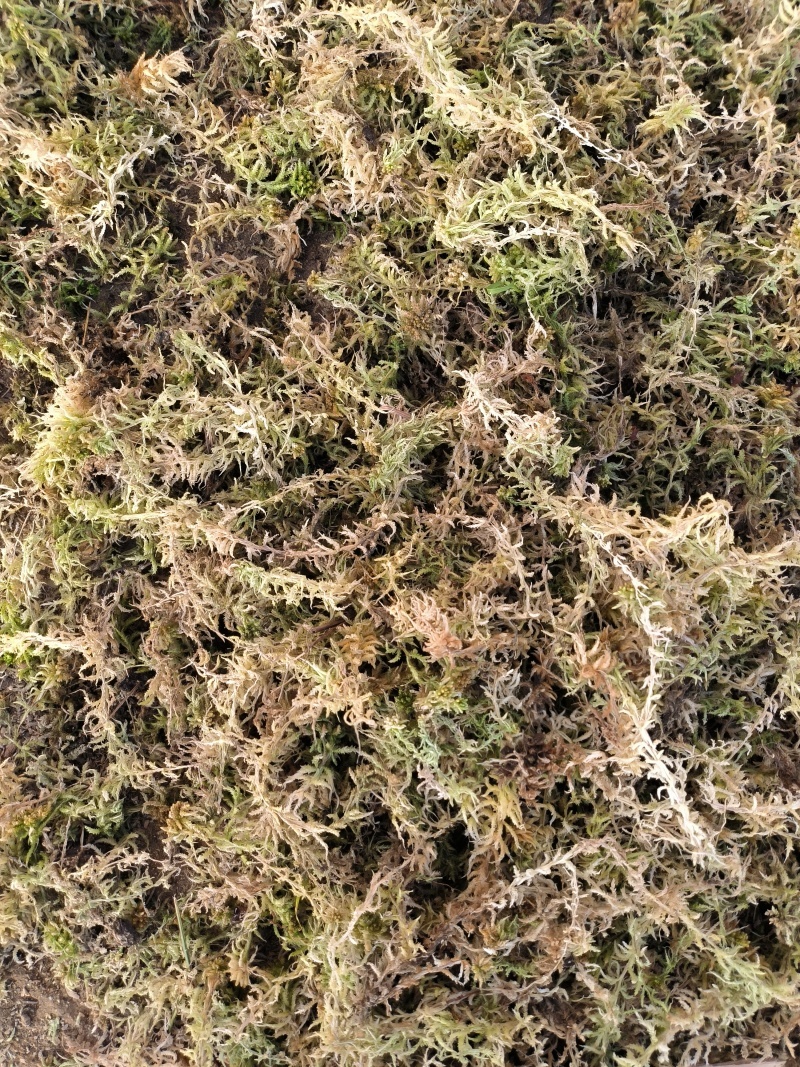 水苔
