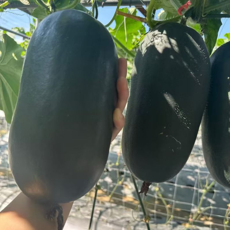 【山东小冬瓜】黑皮小冬瓜/兰陵冬瓜/精选黑皮冬瓜/便宜