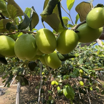 大青枣