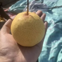 辽宁葫芦岛绥中特产白梨大量有货产地一手货源充足质量保证！