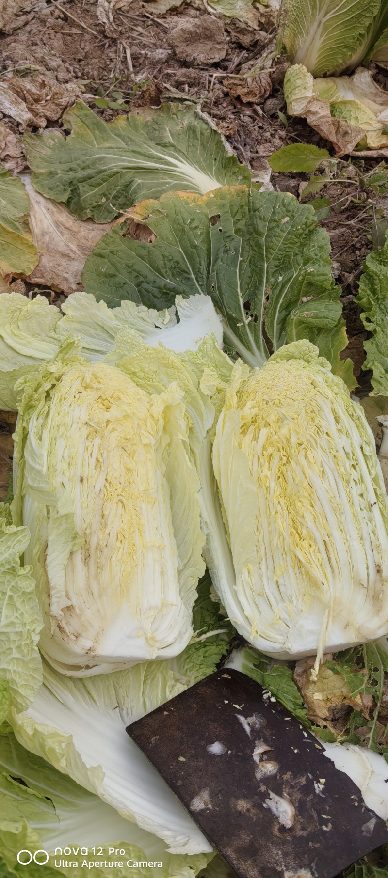 湖南汉寿县黄心大白菜，产地一手货源量大优惠欢迎合作