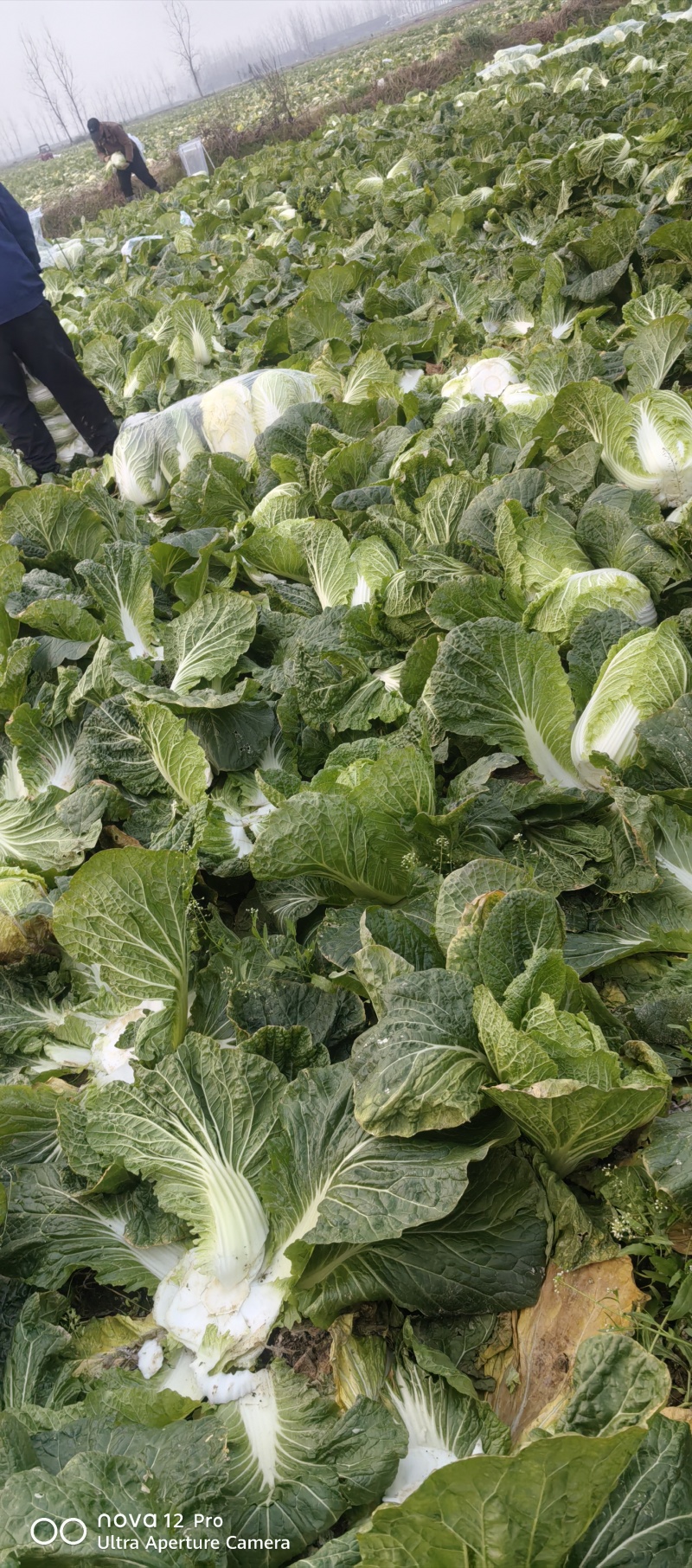 湖南汉寿县黄心大白菜，产地一手货源量大优惠欢迎合作