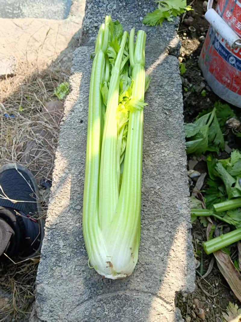 西芹