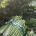 西芹