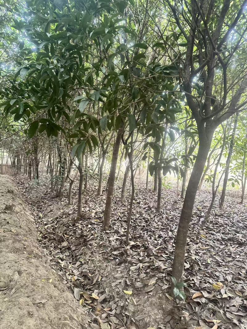十年种植桂花树基地直发品质保证价格美丽欢迎来电