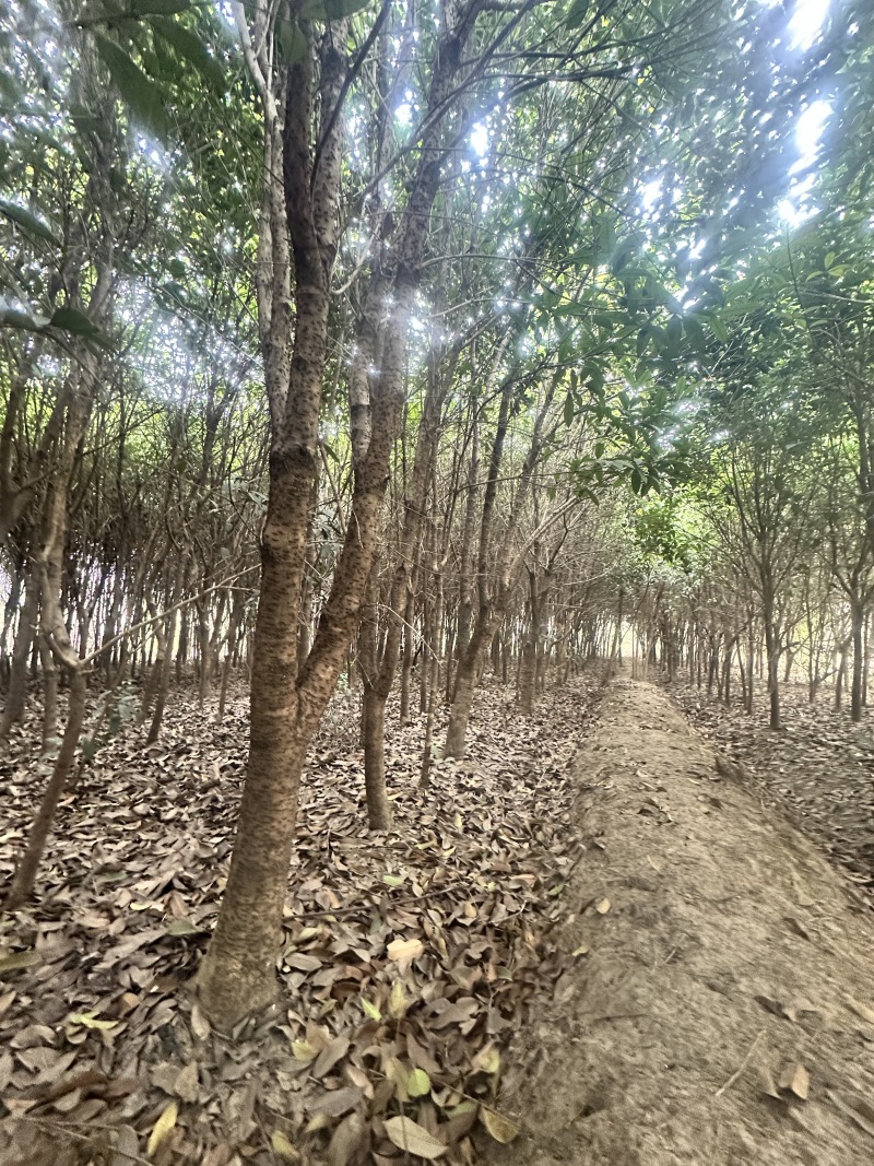 十年种植桂花树基地直发品质保证价格美丽欢迎来电