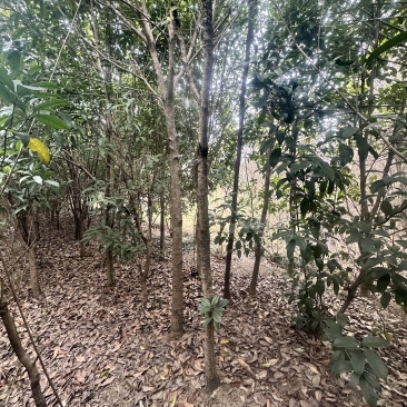 十年种植桂花树基地直发品质保证价格美丽欢迎来电