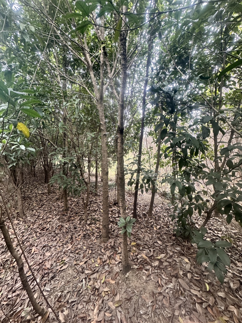 十年种植桂花树基地直发品质保证价格美丽欢迎来电
