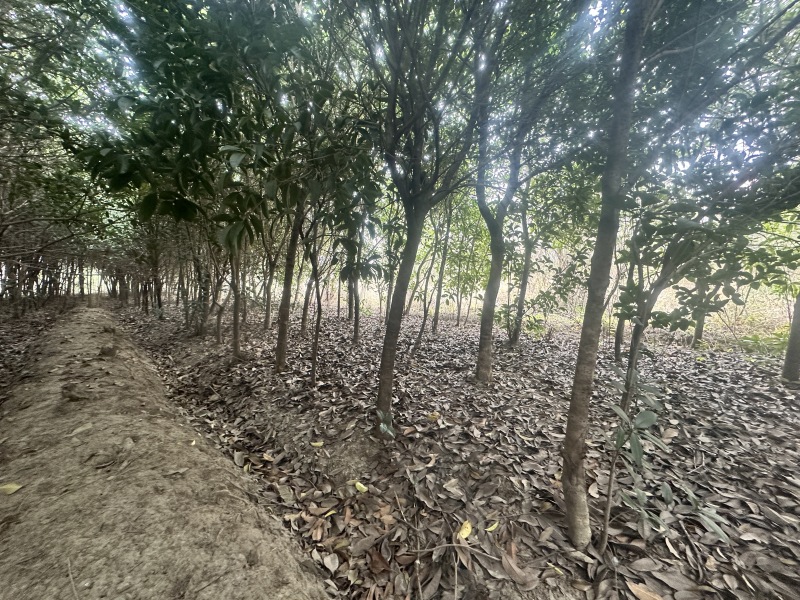 十年种植桂花树基地直发品质保证价格美丽欢迎来电