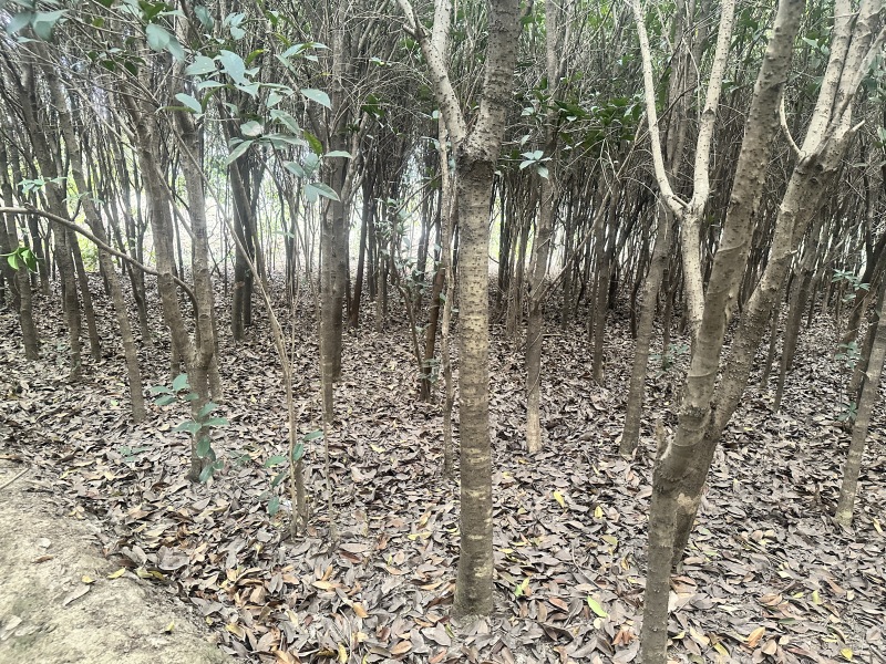 十年种植桂花树基地直发品质保证价格美丽欢迎来电
