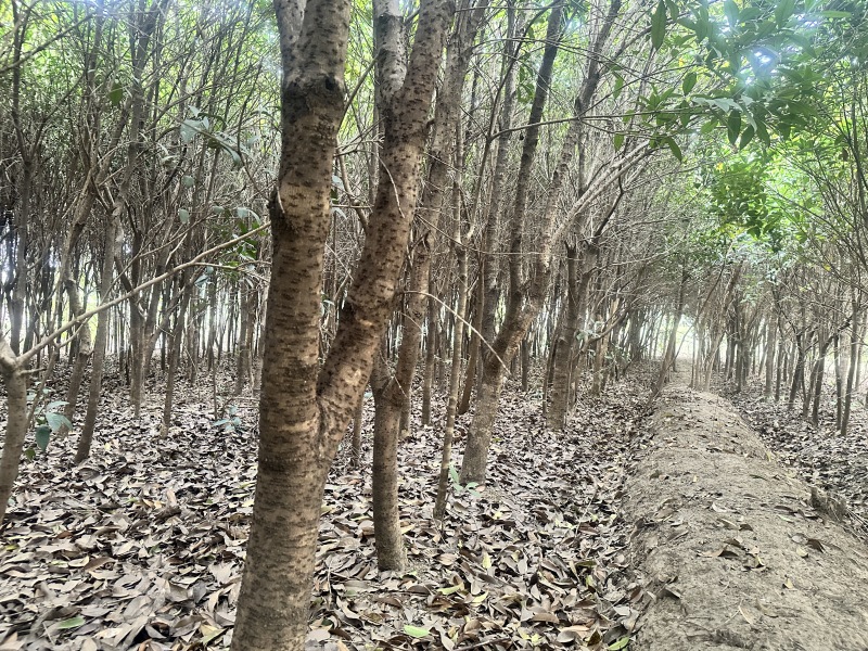 十年种植桂花树基地直发品质保证价格美丽欢迎来电