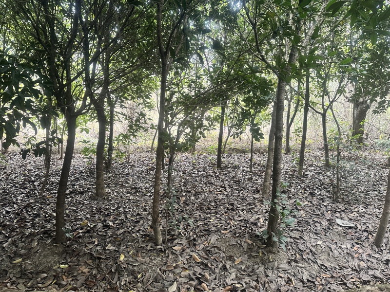 十年种植桂花树基地直发品质保证价格美丽欢迎来电