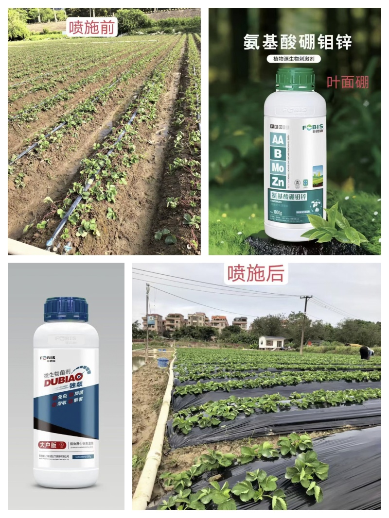 氨基酸硼钼锌，促进开花，促进授粉，保花保果，增加产量